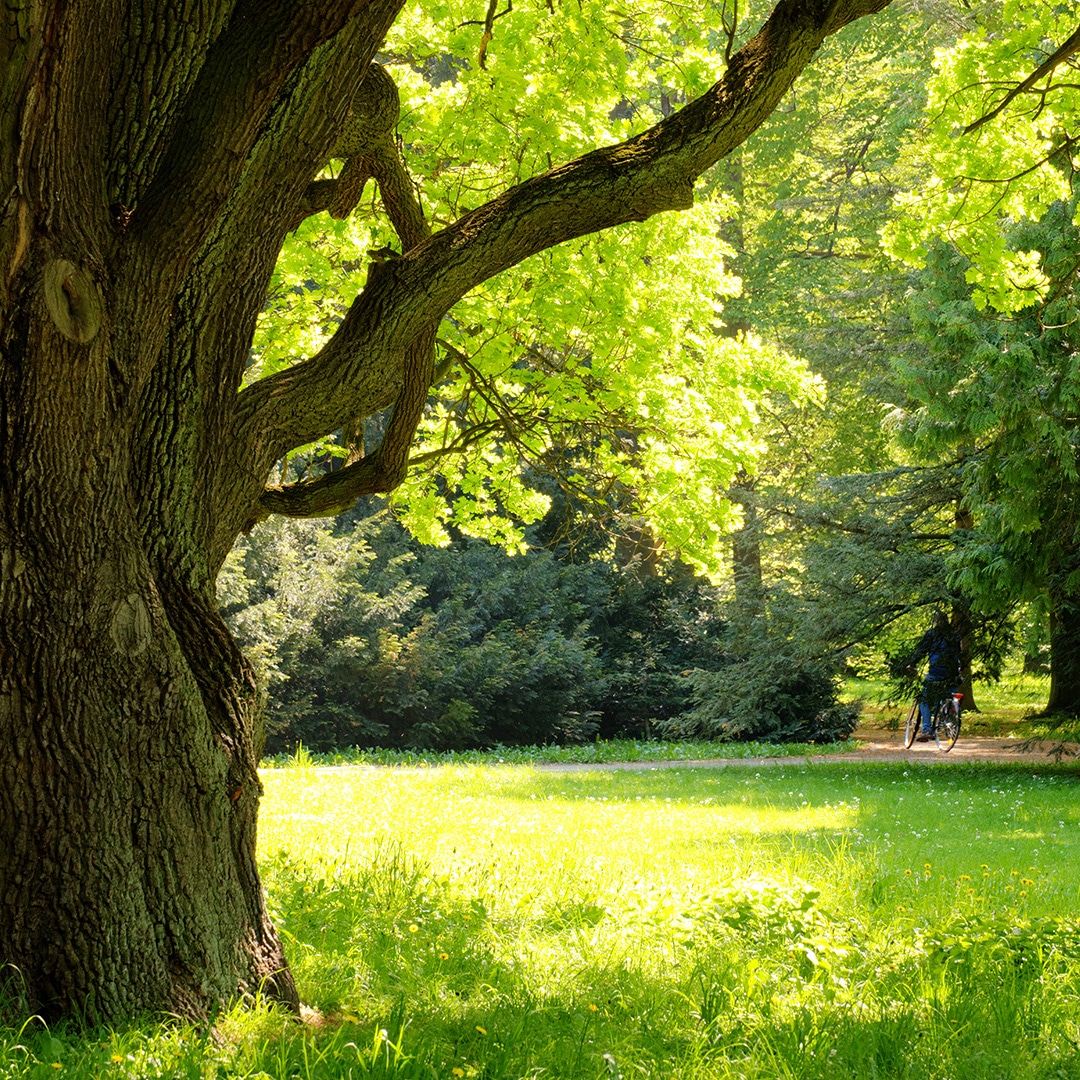 Healthy Trees: How to Tell if You Have Healthy Trees and Signs to Look For