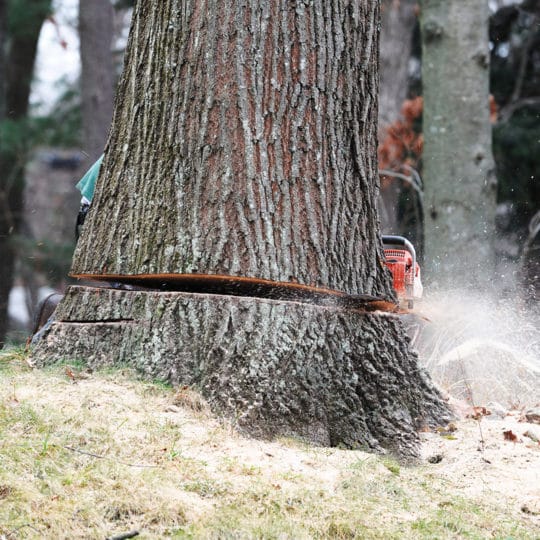 tree-removal