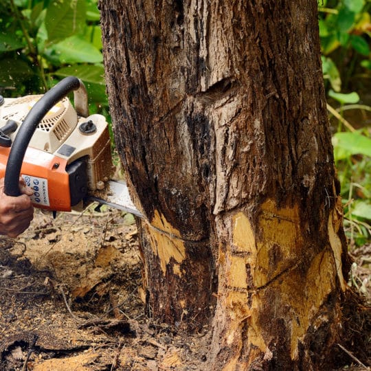 Smart DIY Tree Removal