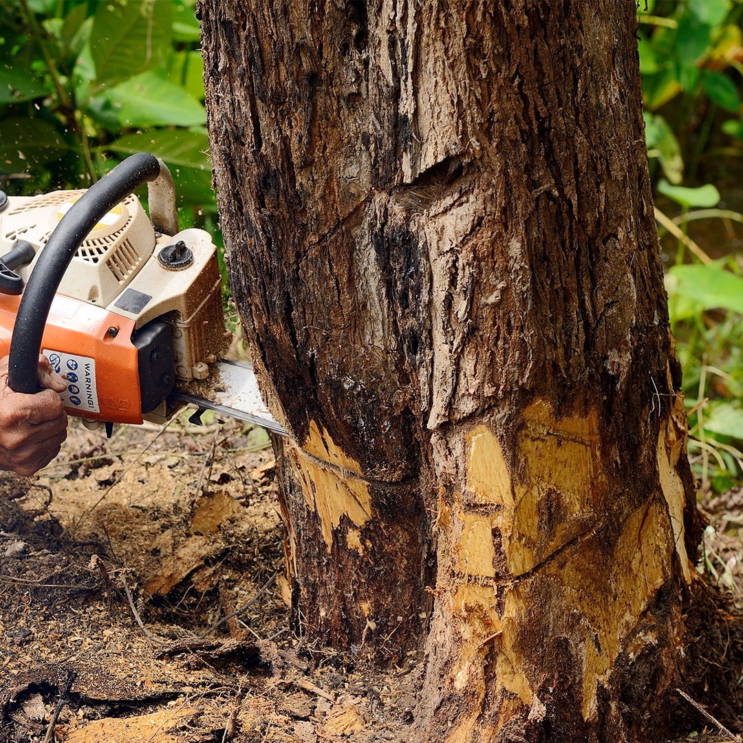 tree service