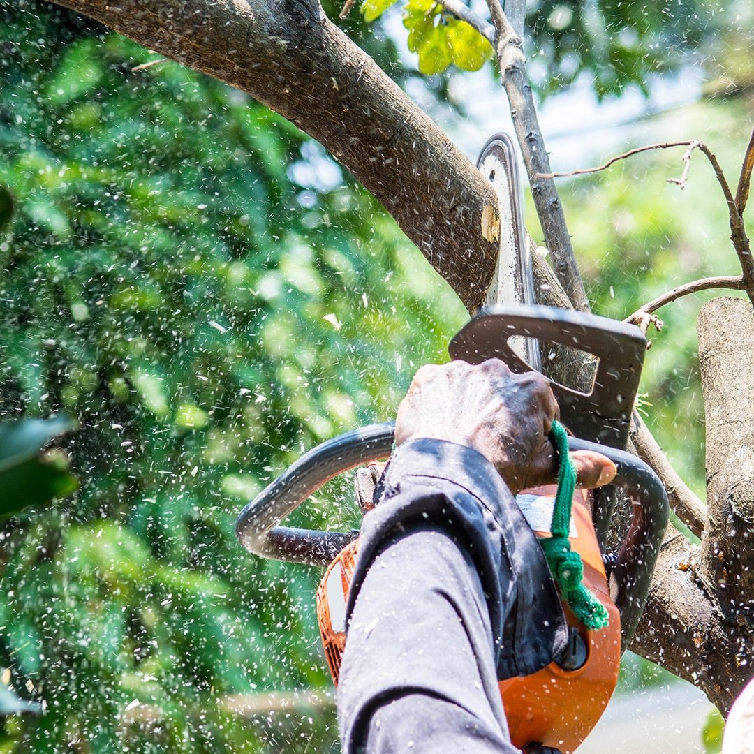 Palm Tree Trimming