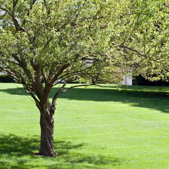 Spring Tree Pruning