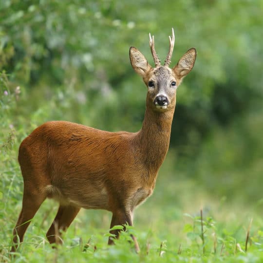 DIY Deer Repellent