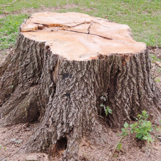 tree-stump