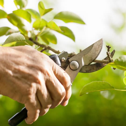 Summer Tree Pruning Tips
