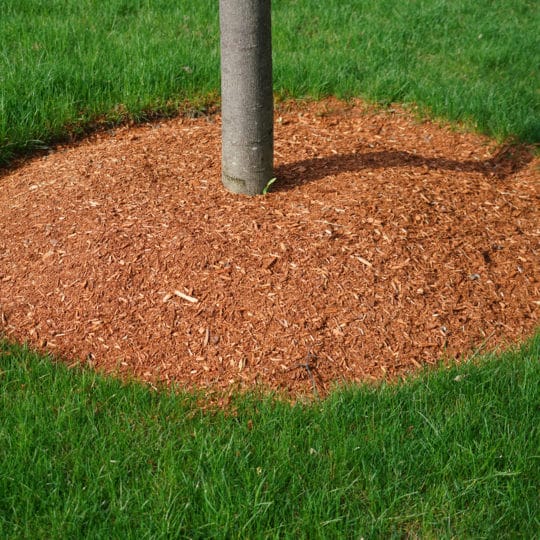 mulch-tree