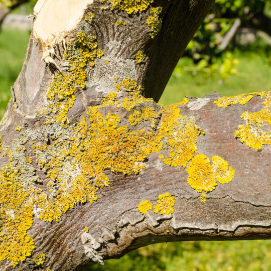 Pruning Diseased Trees