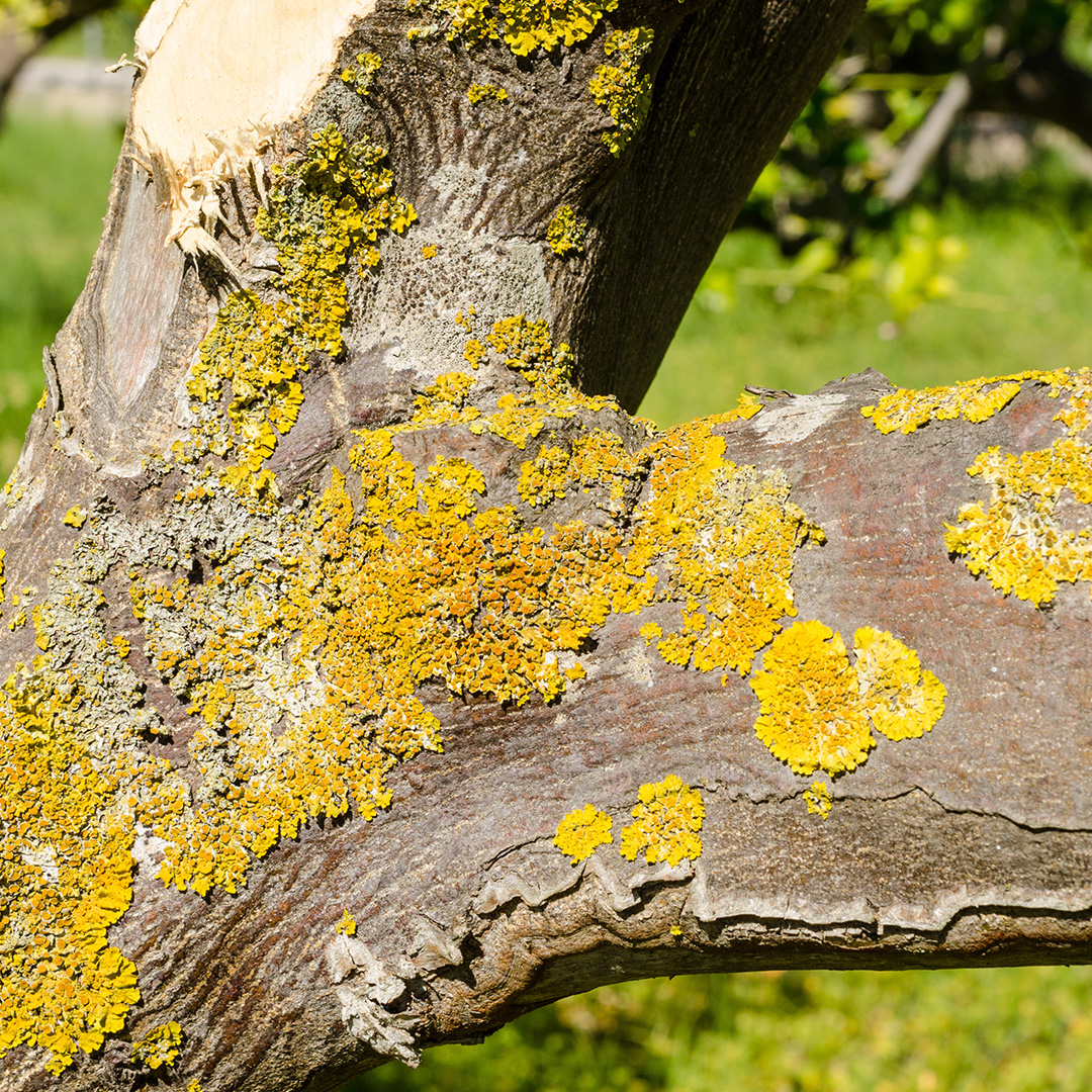 tree services Cardiff