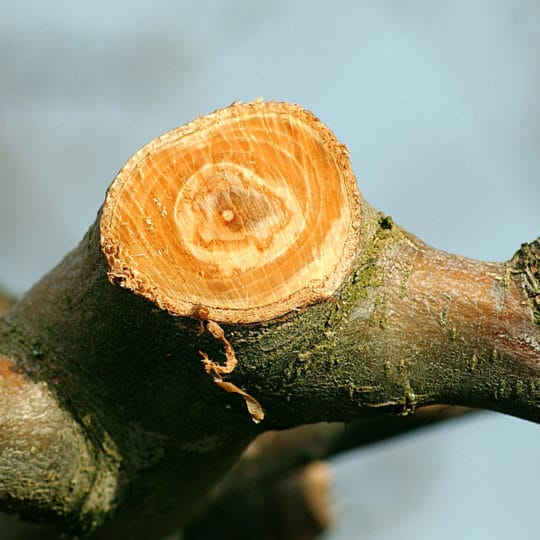 Pruned-tree