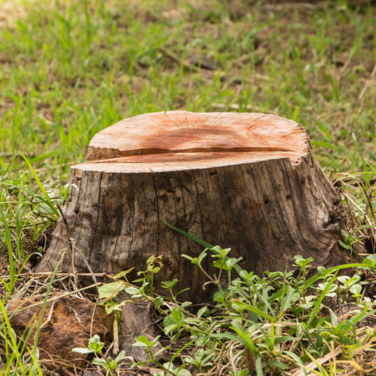 Removing a Stump