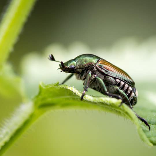 Preparing for Japanese Beetles