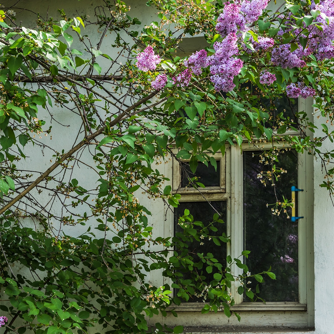 Felling Trees Close to the House Elite Tree Care