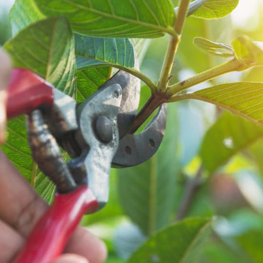 Tree Pruning Techniques