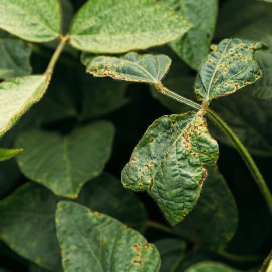 Diagnosing Plant Problems