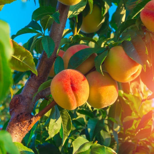 Cuidado de árboles de frutas verano