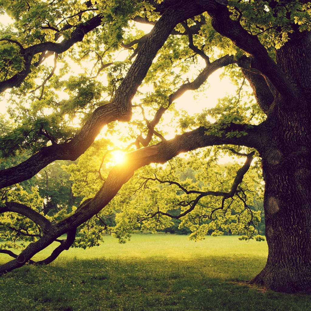 Properly Pruning Mature Trees Elite Tree Care