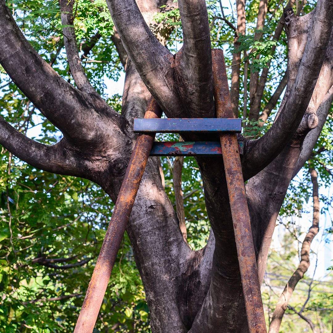 Cables and Brace Rods - Elite Tree Care