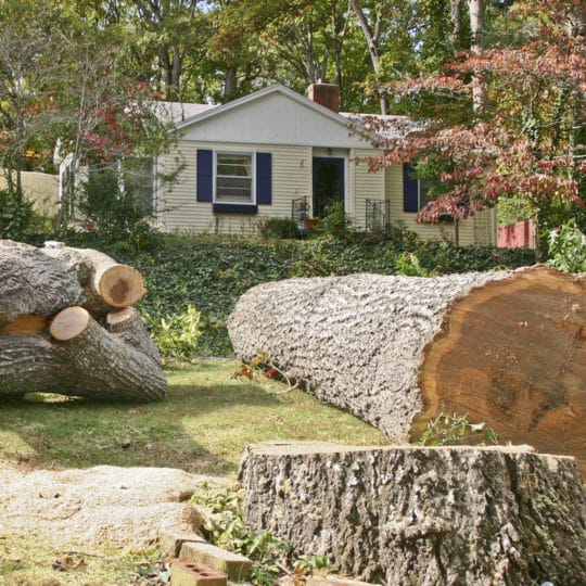 Tree Removal insurance