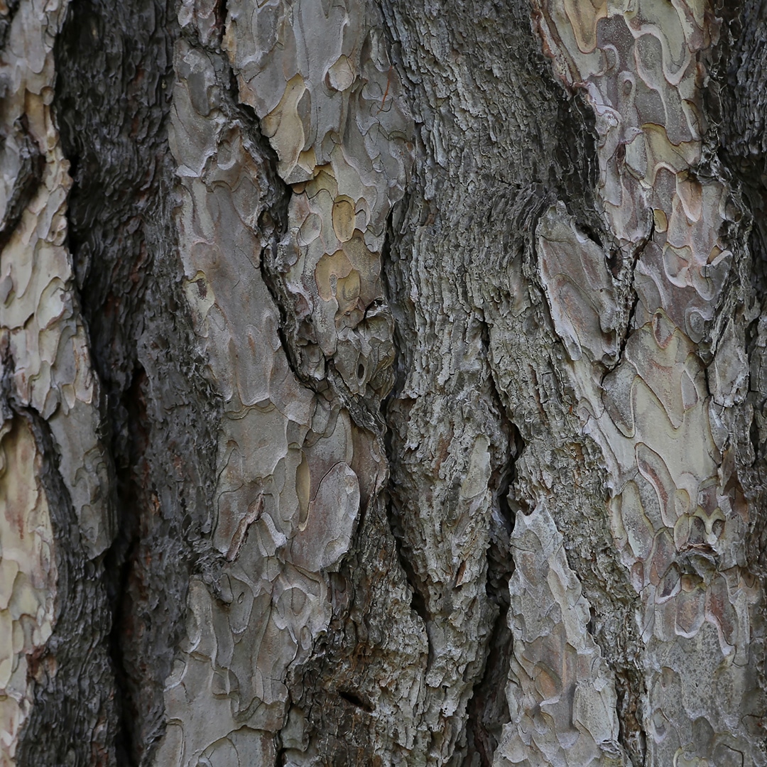 Tree Scale Elite Tree Care