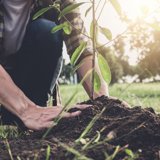 Best Time for Tree Planting