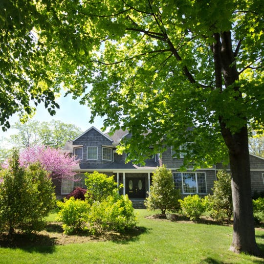 Branches Over Roofs