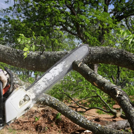 tree-removal