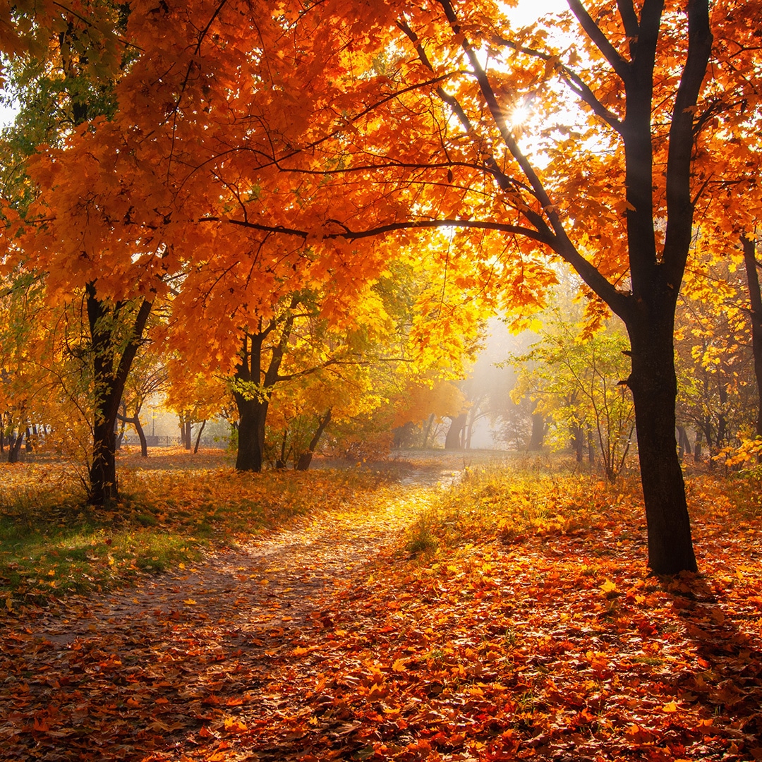Alternative Uses for Autumn Leaves - Elite Tree Care