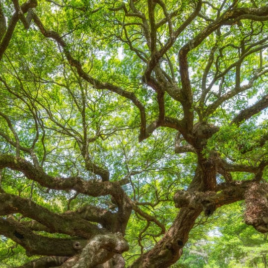 Dealing with Overhanging Tree Branches