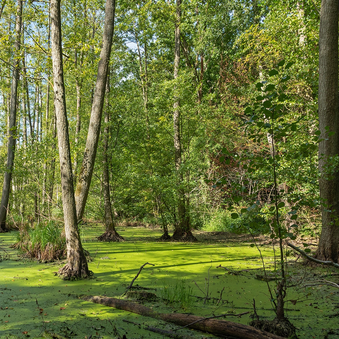 The easiest way to remove a fallen tree Elite Tree Care