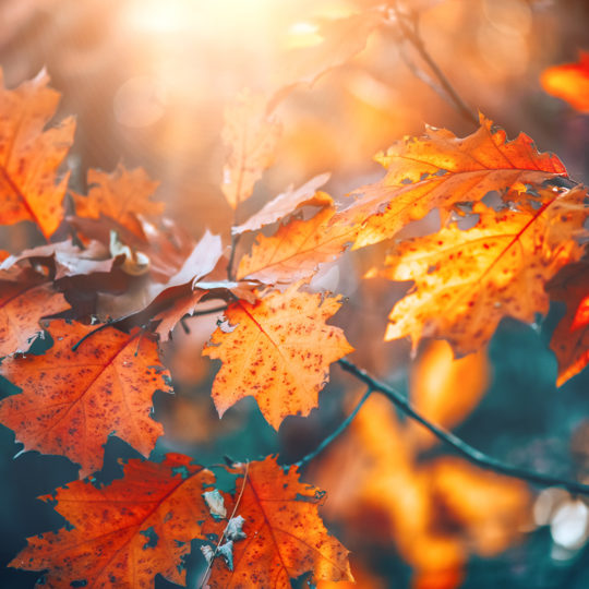 Pruning Trees in Fall