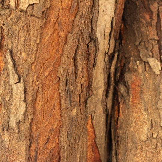 Tree Bark Peeling: Causes and Solutions for Healthy Trees - Arborist Now