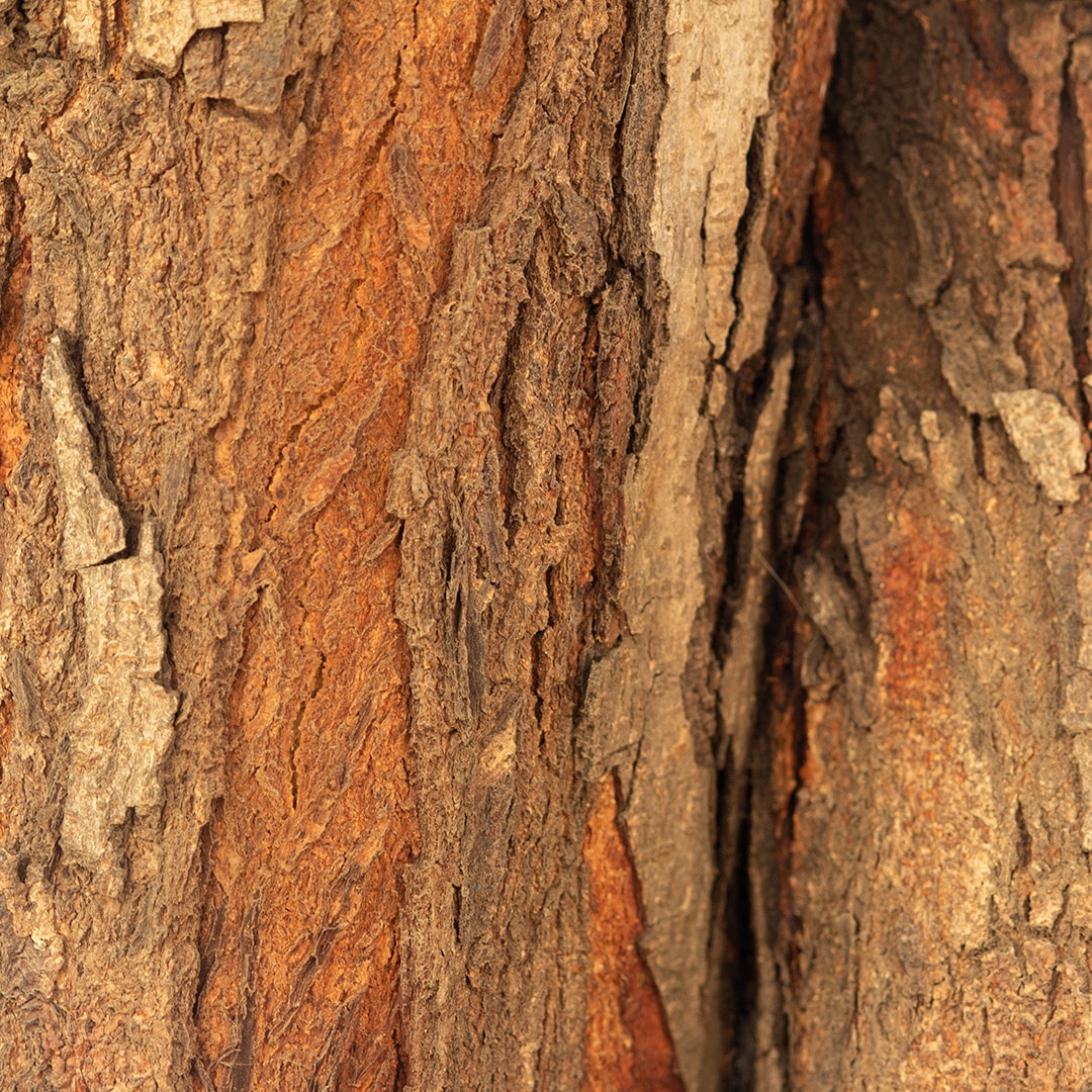 Why Does My Tree Have Bark Cracks? And What Should I Do? - A Plus Tree