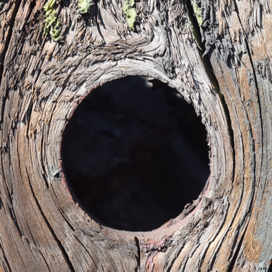 Is a Hollow Tree Dangerous