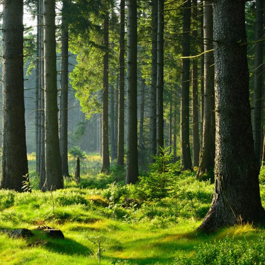 Prune or Remove Woodland Trees