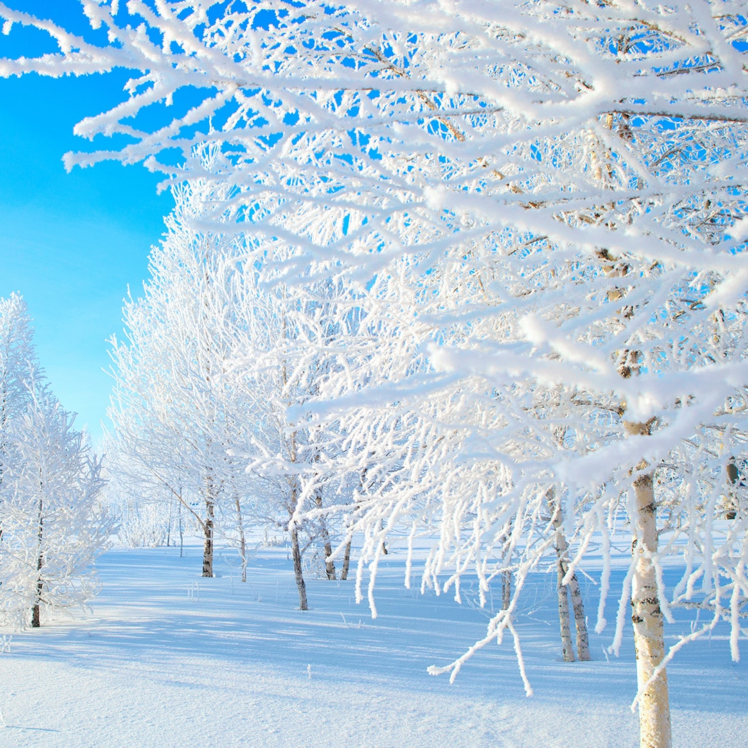 Winter Tree with Snowy Branches  Winter trees, Picture tree, Snowy trees