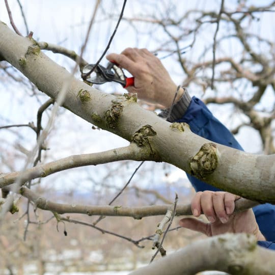 Winter Tree Pruning Tips