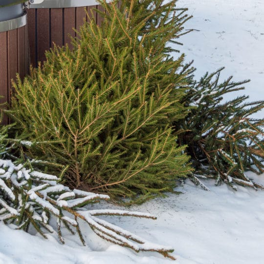 Recycling Christmas Trees