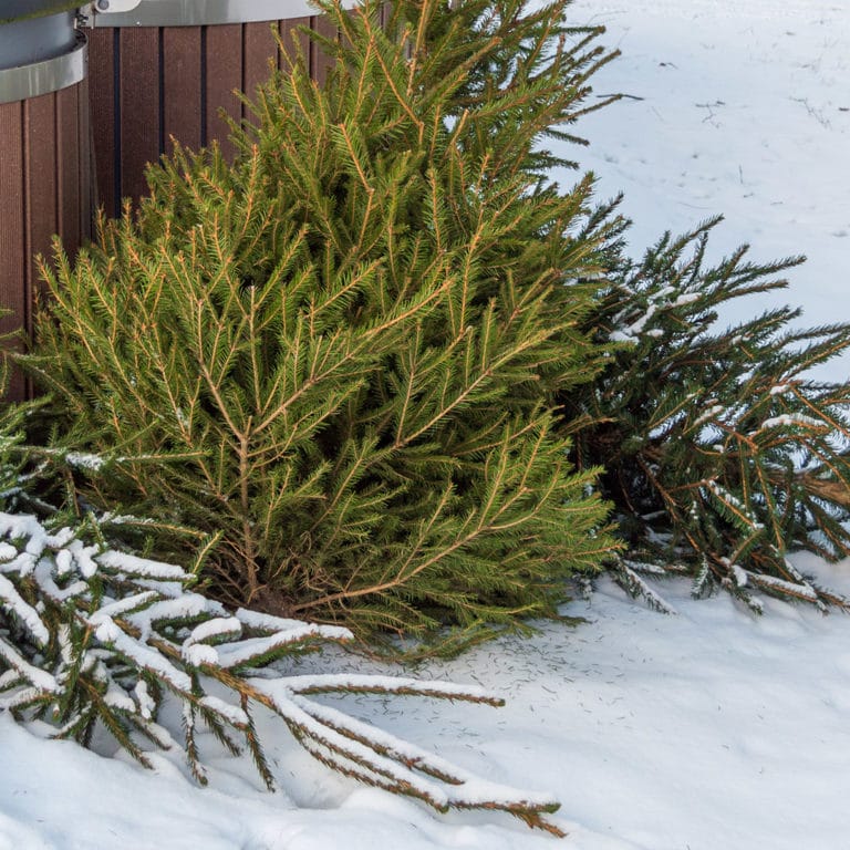 Recycling Christmas Trees Elite Tree Care
