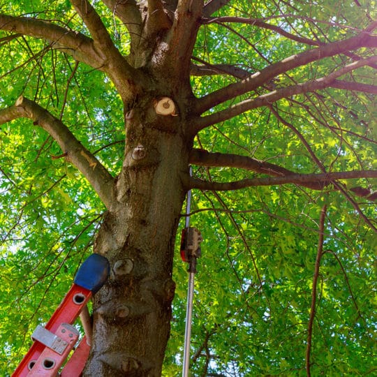 Professional Tree Removal