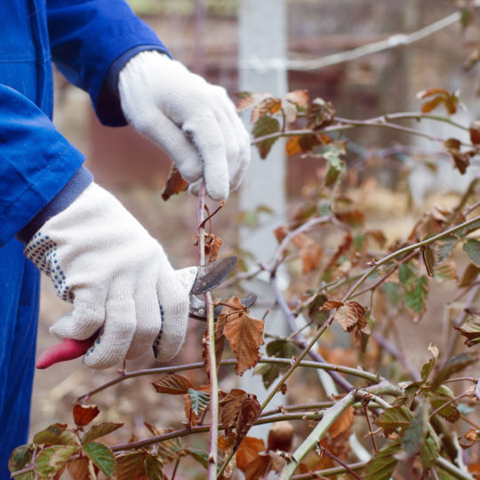Winter Pruning Trees