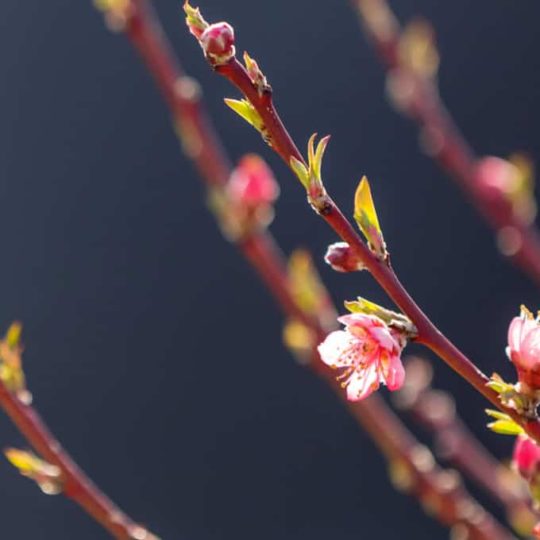 Spring Tree Branch