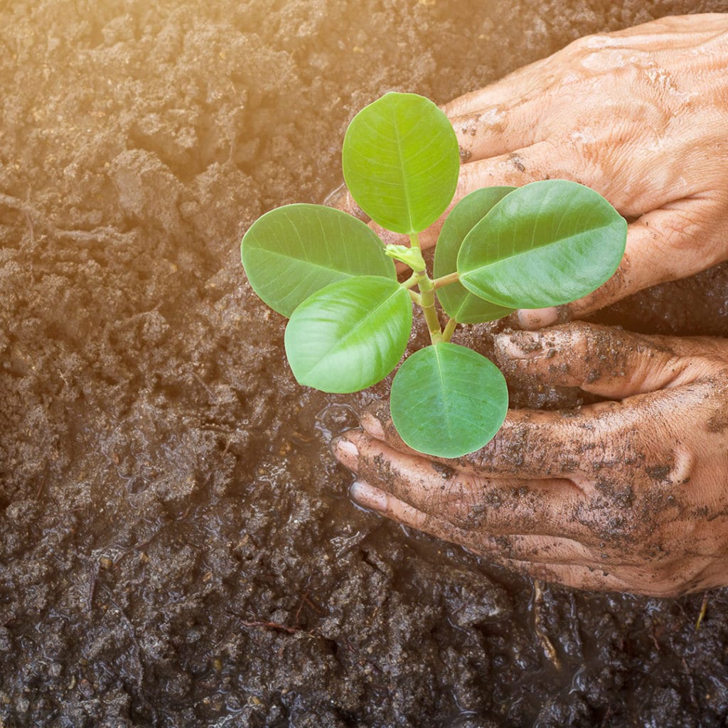 Tips for Maintaining Plant Health and Preventing Disease Elite Tree Care