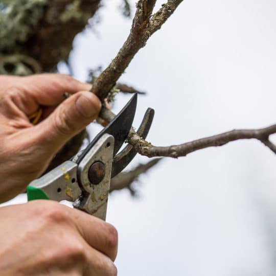 Pruning Damaged Trees After a Storm
