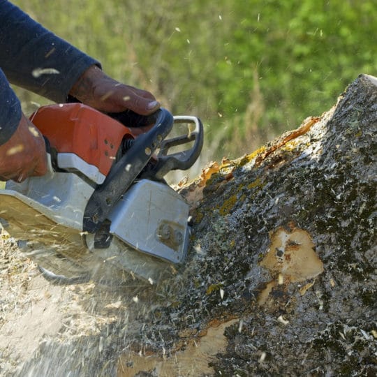 The Best Time for Tree Removal