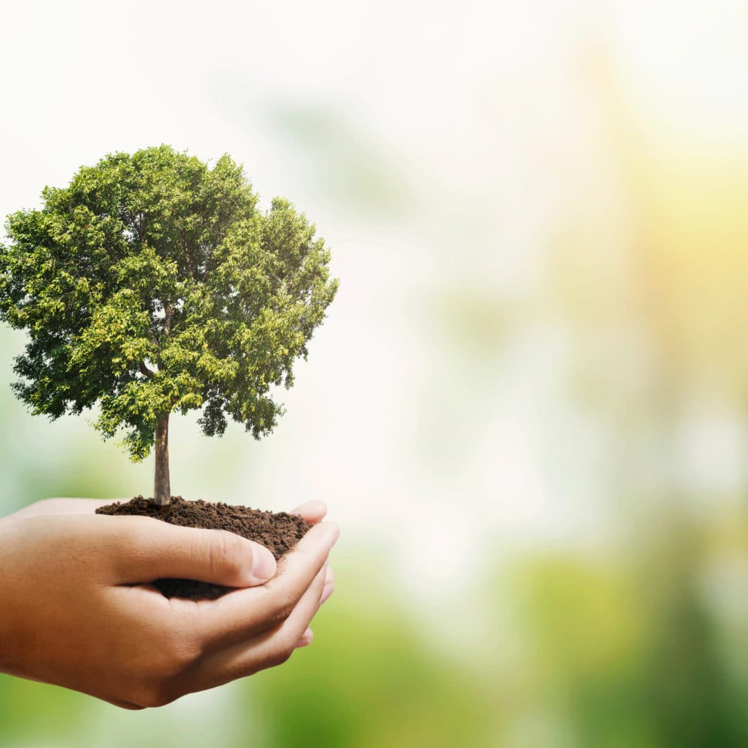 Carbon Footprint