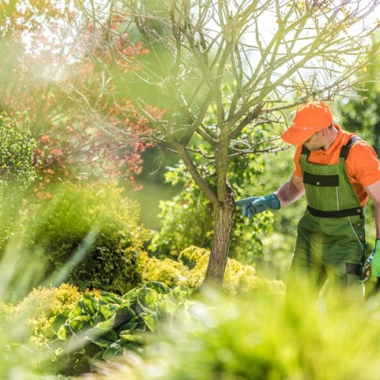 Professional Tree Care