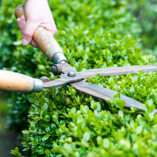 Tree Pruning Tools Checklist