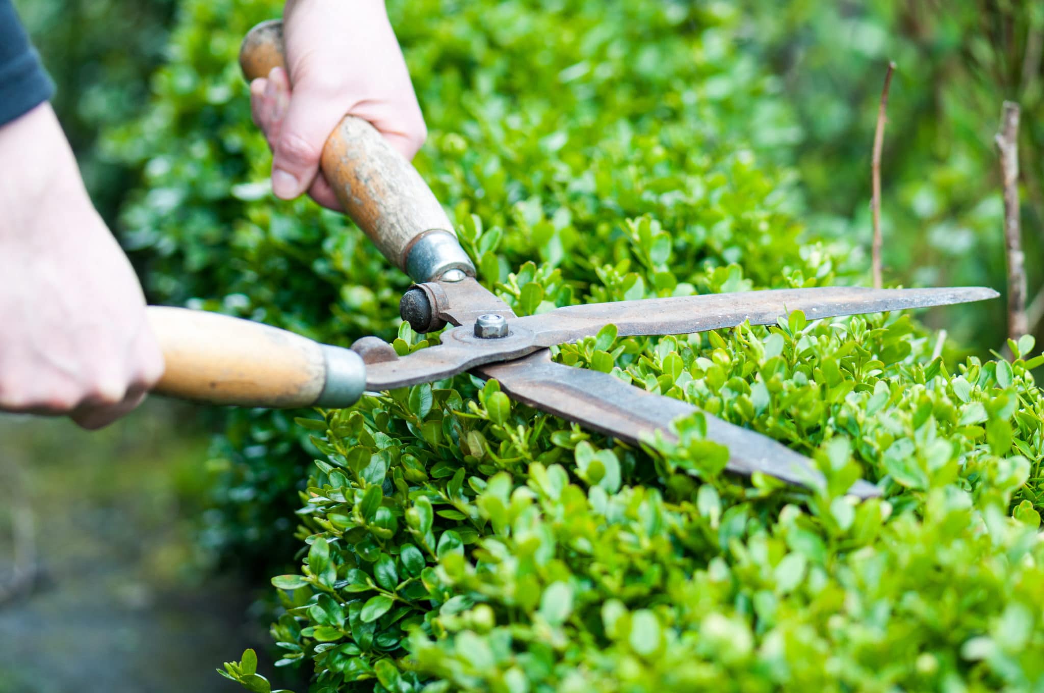 Pruning Shears: The Go-To Garden Tool