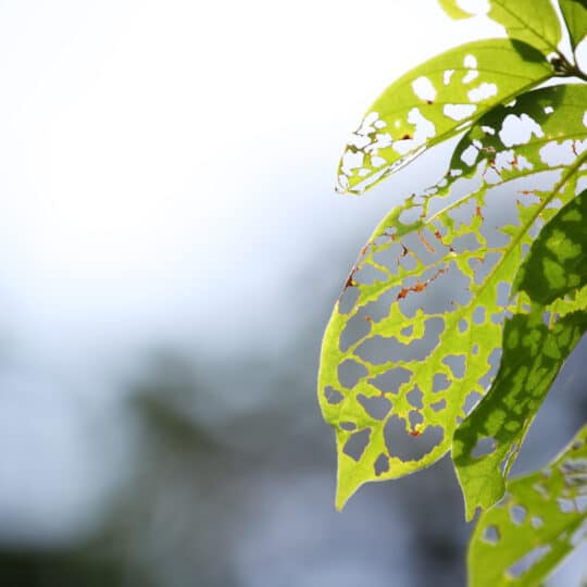 plant eaten by pests