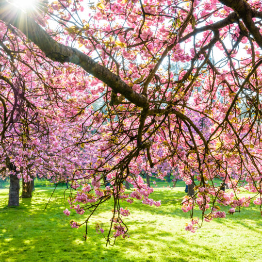 spring tree bloom